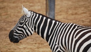 FOTO: Vyzerá obyčajne a predsa nie je. ZOO Bojnice získala unikátny druh zebry