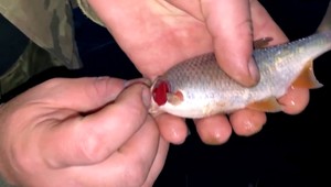 Na východe Slovenska došlo k masívnemu úhynu rýb