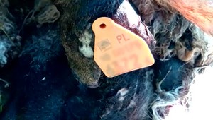 Odpad z poľských kafilérií končí iba niekoľko metrov za našou spoločnou hranicou