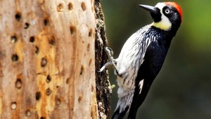 Ďobe ďateľ do kôry... Prečo pritom neutrpí otras mozgu?