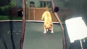VIDEO. Tento buldog trampolínu miluje!
