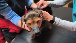 Policajti priviezli do útulku týraného psíka. V tele mal sedem diaboliek