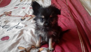 Hľada sá Laydy, je chorá - bez pomoci by umrzla