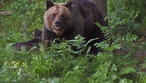 Syn našiel nezvestného otca bez známok života: Stal sa obeťou medvedieho útoku