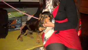 Tento psík pobehoval za Kuchyňou, nechýba vám?