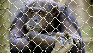 Šimpanz surfuje na Instagrame a straší ľudí: "Je to koniec pre i*iotov."