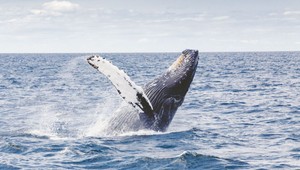 Vráskavce pri Riu potešili ochranárov aj turistov. Objavili sa mimoriadne skoro