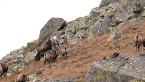 V Tatrách padli rekordy. Obavy o vyhynutie kamzíka sú preč