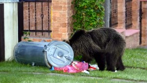 Smutný medvedí príbeh. Medvedica Inga prišla o mláďatá