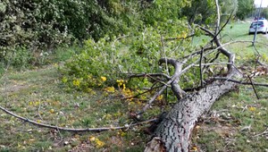 Silný vietor zabil 14-ročného chlapca, strom spadol na deti na prechádzke