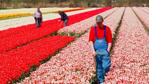 Daňové raje nenájdete len v Karibiku. Podnikateľov láka stále viac aj Európa