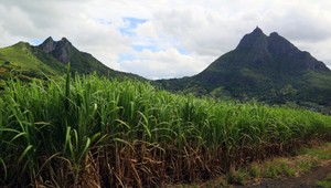 Svetoznámy ostrovný štát získava energiu z cukrovej trstiny