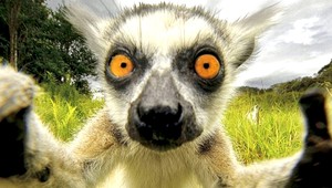 Unikátne selfies, pozrite sa ako pózujú zvieratá