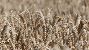 Minister pôdohospodárstva chce riešiť problém s obilím: Na embargu Slovensko stále trvá