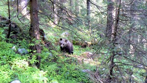Po zotmení hrozí v Tatrách pokuta. Aj zvieratá potrebujú pokoj