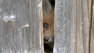 Líšky v dedine. Ľudia sa báli dať von dieťa v kočíku