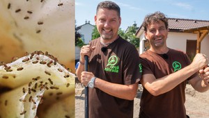 Otravujú vás doma vínne mušky? Máme pre vás tipy, s ktorými sa ich zbavíte raz a navždy!