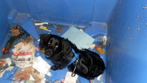 V Plzni niekto vyhodil do kontajnera psa