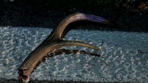 Po návrate z dovolenky ho od domu delilo pár kilometrov. Vtedy mu do cesty skočil jeleň