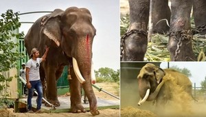 Po 50 rokoch trápenia spravil indický slon prvý krok bez reťazí