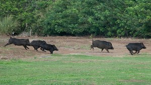 V centre Prievidze vyčíňali diviaky. Rozbili výklad a ponaháňali ľudí