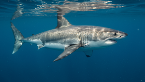Pokojný deň prerušili výkriky. Žralok napadol tínedžera len kúsok od pláže