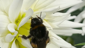 Uštipol vás hmyz a objavila sa nečakaná alergická reakcia? Internet zaplavili informácie o útočnejšom bodavom hmyze
