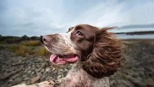 FOTO: Desivý nález psíčkarky. Tomu, čo objavila v uchu svojho miláčika, len sotva uveríte!
