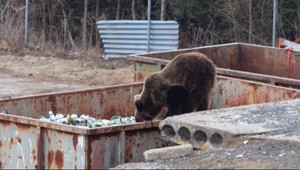 Ochranári museli usmrtiť medvedicu, pohybovala sa v okolí obydlí