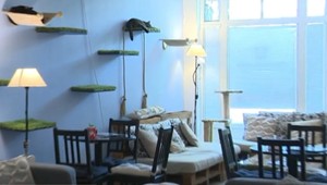 Večera so štvornohým miláčikom vás môže vyjsť draho