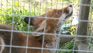 Líščie mláďa, ktoré padlo do zakázanej pasce, sa operácie nedožilo. Trpelo päť dní