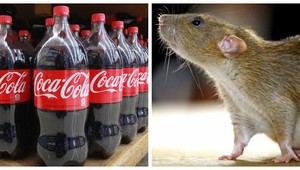 Slovenskí vedci nalievali potkany kolou