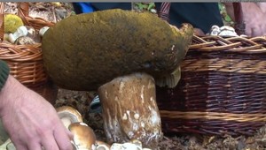 Rekordný dubák vážil takmer štyri kilá