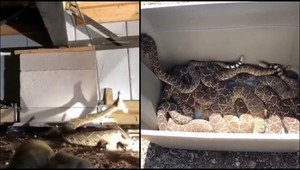 VIDEO: Muž mal pod domom 45 štrkáčov. Tvrdil, že ich je tam len pár