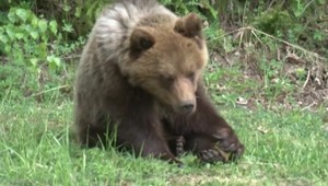 V okrese Tvrdošín medveď zaútočil na človeka. Osoba skončila v nemocnici