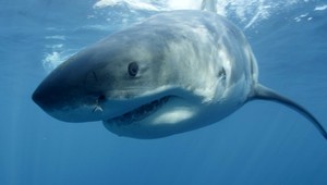 Po 70 rokoch na dve deti zaútočil žralok. Záchranári jednému vytiahli z rany zub