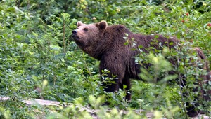 Medveď vydesil obce pod Tatrami: Mal zaútočiť na jelenicu s mláďaťom