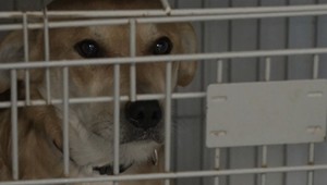 Prešiel si peklom: Psík Rony bol poliaty vriacou vodou a ponechaný v bolestiach