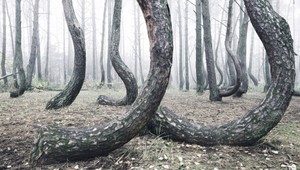 V Poľsku sa nachádza čudný les s krivými stromami