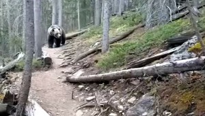 VIDEO: Stretnutie s grizlym prežili bez škrabanca