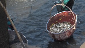 Okrídlený problém: Kormorány berú z našich vôd tony rýb. Čo na to rybári?