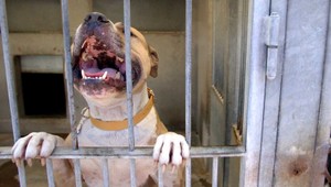 Chov pitbulla a bandoga chce Jahnátek zakázať