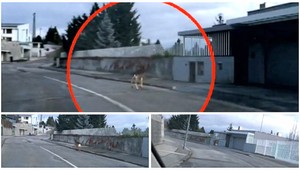 Medzi budovami v centre Bratislavy sa pohybuje daniel