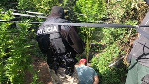 Kriminalisti chytili pestovateľa marihuany priamo v jeho záhradke