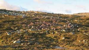 Blesk zabil viac ako 300 sobov