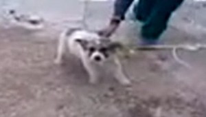 Upálili šteniatko. Za týranie hrozí ročná basa!