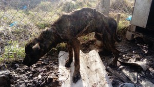 Neľudská hrubosť. Zúbožený pes bol na reťazi mesiac bez vody a jedla