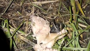 Psíčkari, pozor: Nebezpečné návnady sa opäť objavujú