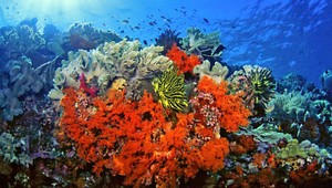 Karibské korálové útesy môžu do dvadsiatich rokov zmiznúť