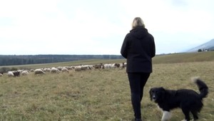 Vdove ostali po manželovi len ovce. Aby uživila štyri deti, musí ich predať